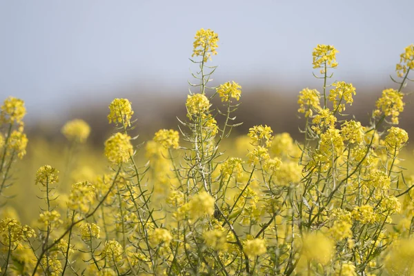 Vista Perto Das Lindas Flores Colza Brassica Napus — Fotografia de Stock