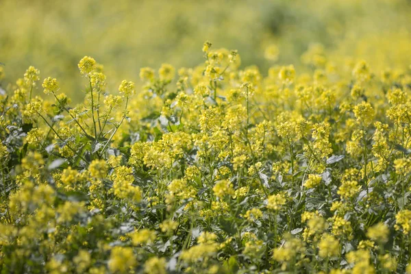 Feld Der Schönen Rapaseed Brassica Napus Blüten — Stockfoto