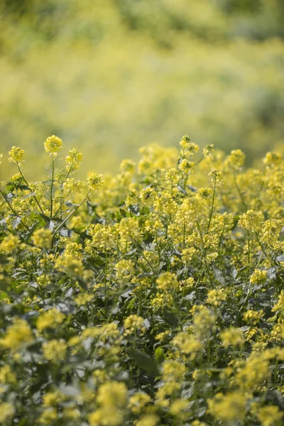 Campo Las Hermosas Flores Colza Brassica Napus — Foto de Stock