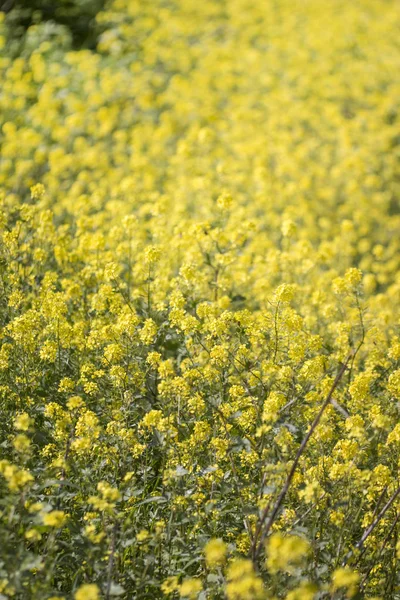 Feld Der Schönen Rapaseed Brassica Napus Blüten — Stockfoto
