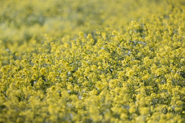 Feld Der Schönen Rapaseed Brassica Napus Blüten — Stockfoto