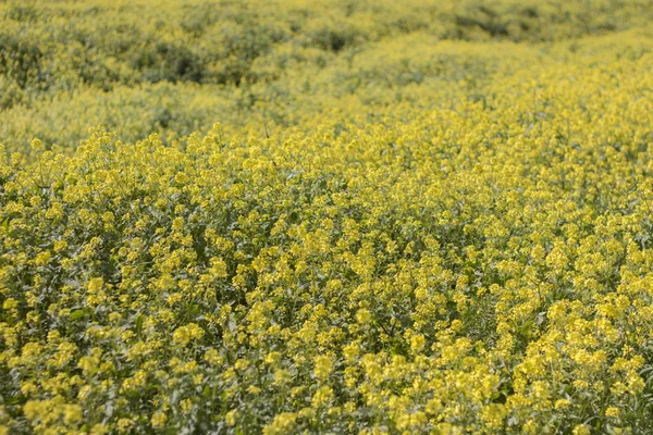 Feld Der Schönen Rapaseed Brassica Napus Blüten — Stockfoto