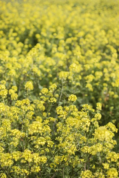 Feld Der Schönen Rapaseed Brassica Napus Blüten — Stockfoto