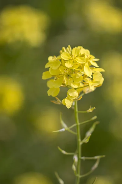 Flor de colza (Brassica napus) — Fotografia de Stock