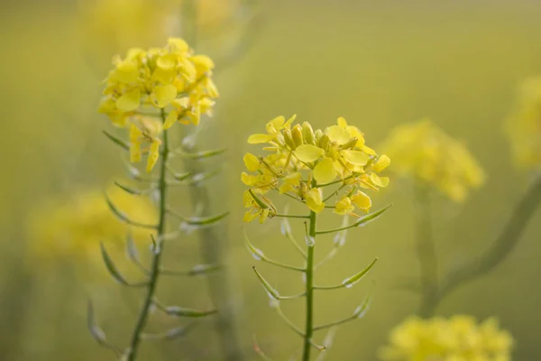 Vista Perto Das Lindas Flores Colza Brassica Napus — Fotografia de Stock