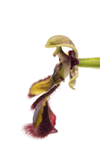 Крупный План Mirror Bee Orchid Ophrys Speculum Белом Фоне — стоковое фото