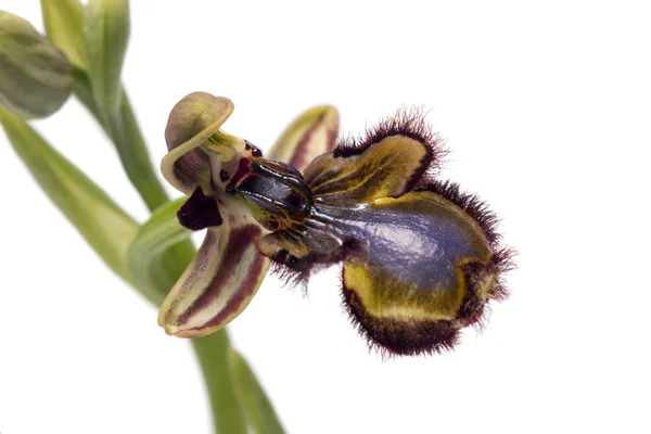 Γκρο Πλαν Θέα Ορχιδέα Μέλισσα Καθρέφτη Ophrys Κάτοπτρο Απομονωθεί Λευκό — Φωτογραφία Αρχείου