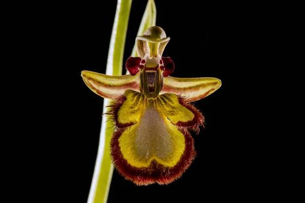 Nahaufnahme Der Spiegelbienen Orchidee Ophrys Speculum Isoliert Auf Schwarzem Hintergrund — Stockfoto