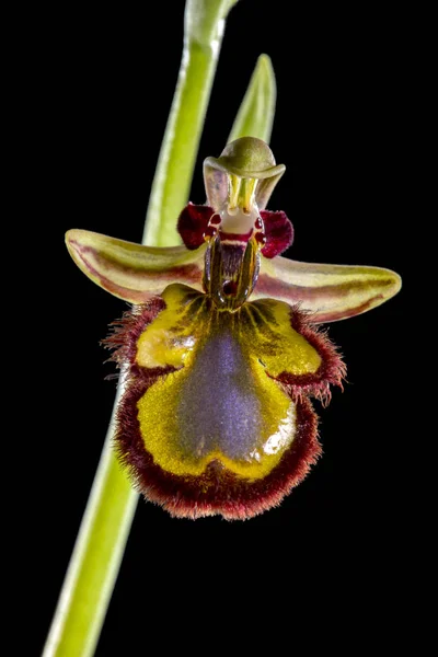 Nahaufnahme Der Spiegelbienen Orchidee Ophrys Speculum Isoliert Auf Schwarzem Hintergrund — Stockfoto