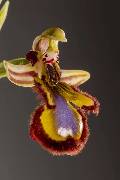 Крупный План Mirror Bee Orchid Ophrys Speculum Изолированный Серебряном Фоне — стоковое фото