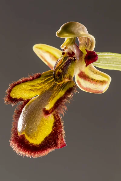 Крупный План Mirror Bee Orchid Ophrys Speculum Изолированный Серебряном Фоне — стоковое фото