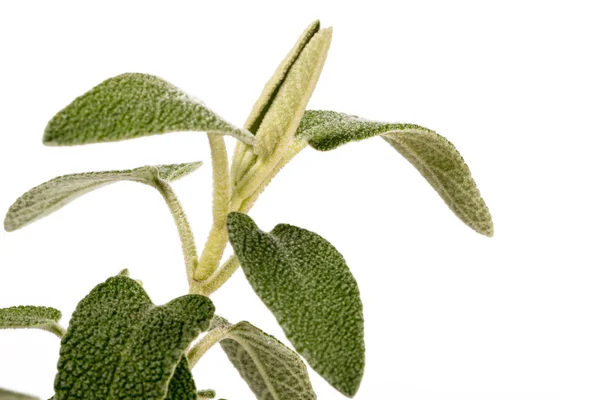 Close Nézd Lila Phlomis Növényfajok Purpurea Elszigetelt Fehér Background — Stock Fotó