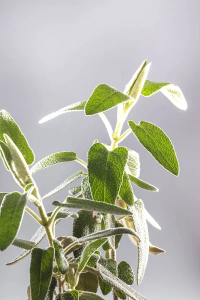 Vue Rapprochée Phlomis Pourpre Phlomis Purpurea Isolé Sur Fond Argenté — Photo