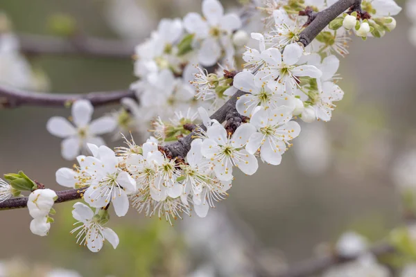 Tarım arazilerinde açan sarı erik ağacının yakından görünümü.