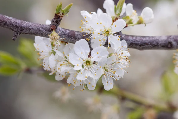 Tarım arazilerinde açan sarı erik ağacının yakından görünümü.