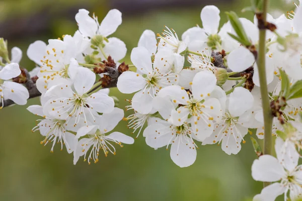 Tarım arazilerinde açan sarı erik ağacının yakından görünümü.
