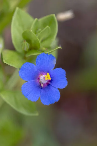 Macro View Beautiful Anagallis Monelli Blue Pimpernel Flower — Stock Photo, Image