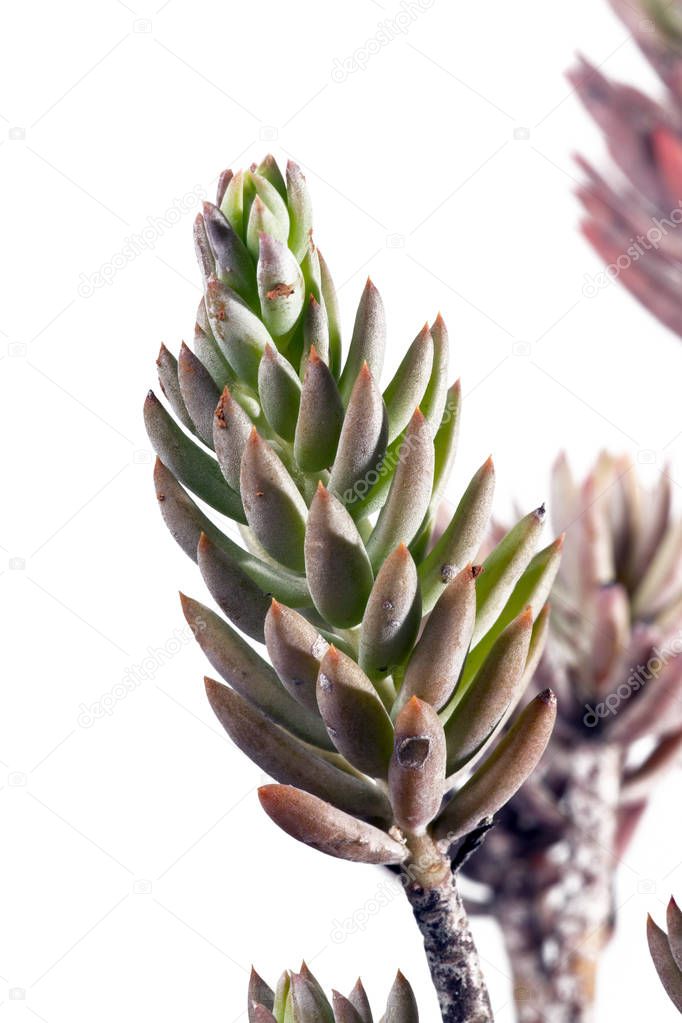 Sedum rubens succulent plant isolated on a white background.