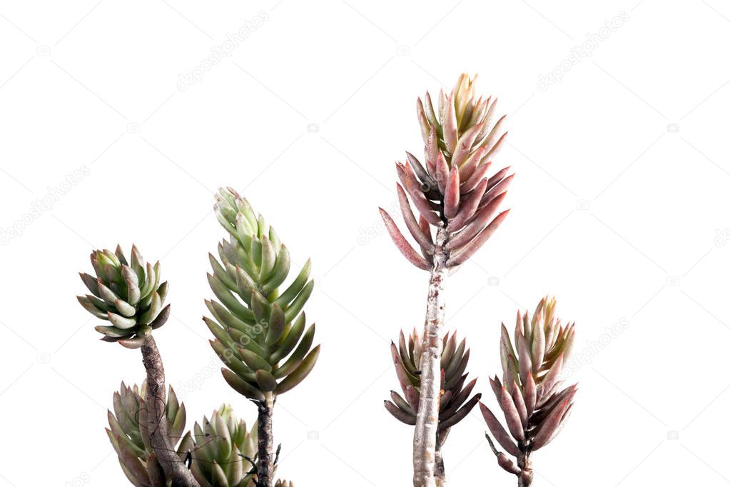 Close-up view of Sedum rubens succulent plant isolated on a white background.