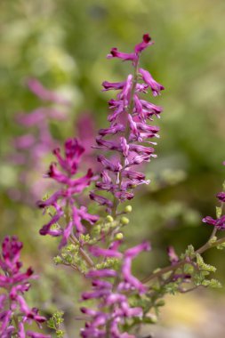 Yakın çekim görünümü güzel Fumaria officinalis çiçek