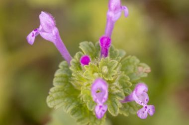Vahşi güzel Lamium amplexicaule (mor ejderha) çiçek görünümünü yakın çekim.