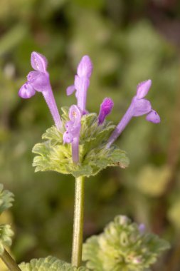 Vahşi güzel Lamium amplexicaule (mor ejderha) çiçek görünümünü yakın çekim.