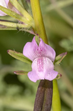 Yakın çekim görünümü güzel sansar'ın Burnu (Misopates orontium) çiçek.