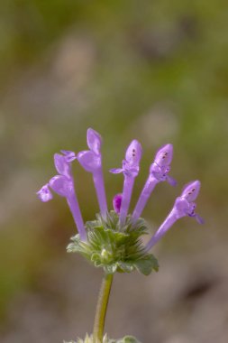 Vahşi güzel Lamium amplexicaule (mor ejderha) çiçek görünümünü yakın çekim.