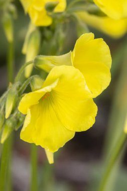 Yakın çekim görünümü güzel Oxalis pes-caprae (genel sourgrass) çiçek.