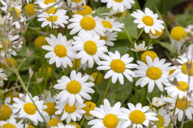 Güzel Anthemis maritima (köpek rezene) çiçekler görünümünü kapat