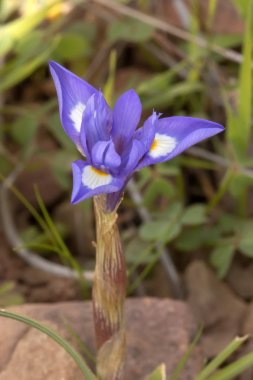 Yakından görmek güzel barbary somun (gynandriris sisyrinchium) çiçek.