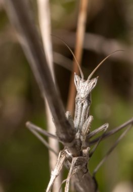 Ameles picteti mantis böcek görünümünü kapat.