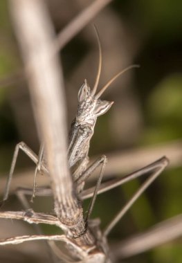 Ameles picteti mantis böcek görünümünü kapat.