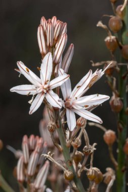 Yakından görmek güzel çiriş otu ramosus (dallı asphodel) çiçekler