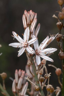 Yakından görmek güzel çiriş otu ramosus (dallı asphodel) çiçekler