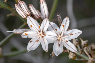 Close-up view of the beautiful Asphodelus ramosus (branched asphodel) flowers clipart