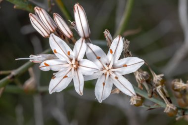 Yakından görmek güzel çiriş otu ramosus (dallı asphodel) çiçekler