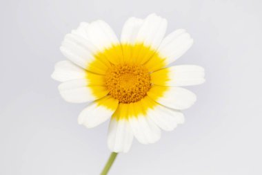 Yakın çekim görünümü güzel krizantem coronarium çiçek.