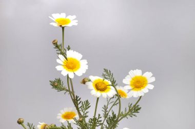 Yakın çekim görünümü güzel krizantem coronarium çiçek