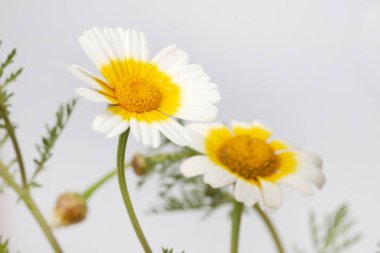 Yakın çekim görünümü güzel krizantem coronarium çiçek