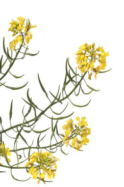 Güzel rapaseed (Brassica napus) çiçek görünümü kapatın.