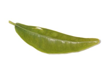 Beyaz bir arka plan üzerinde izole portakal ağacından yaprak.