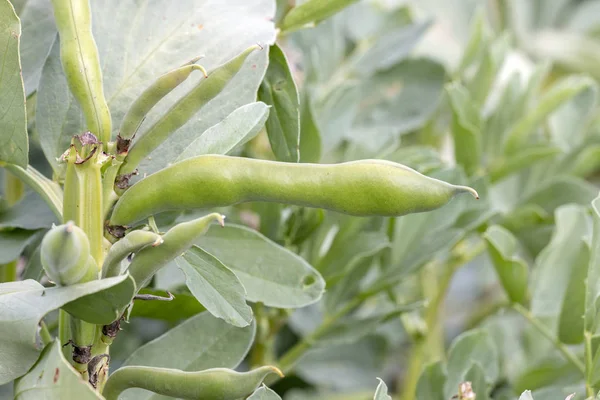 Vista Perto Planta Feijão Fava — Fotografia de Stock