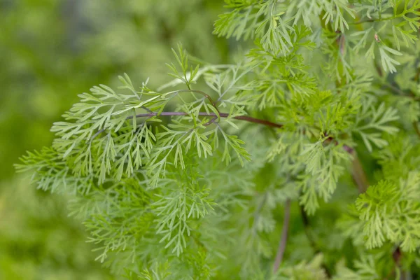 Vista Vicino Dell Allevamento Del Coriandolo Coriandrum Sativum — Foto Stock