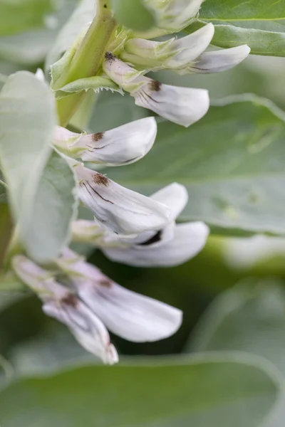 Nära Håll Beskåda Bondbönor Blomma Växt — Stockfoto