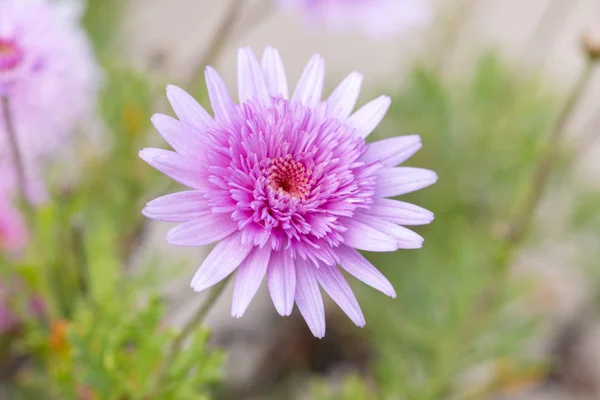 Datailní Pohled Krásné Květiny Echinacea Pink Delight Dvoulůžkové — Stock fotografie