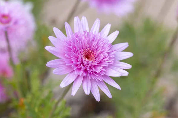 Vista Vicino Dei Bellissimi Fiori Rosa Echinacea Doppia Delizia — Foto Stock