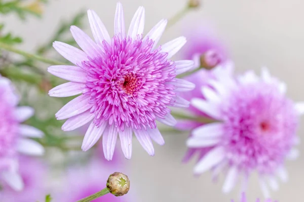 Datailní Pohled Krásné Květiny Echinacea Pink Delight Dvoulůžkové — Stock fotografie