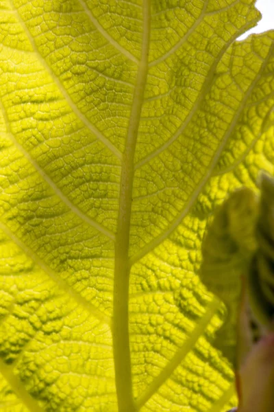 マクロ葉脈の美しい細部のクローズ アップ ビュー — ストック写真