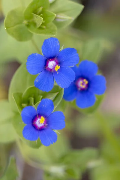 Macro View Beautiful Anagallis Monelli Blue Pimpernel Flowers — Stock Photo, Image